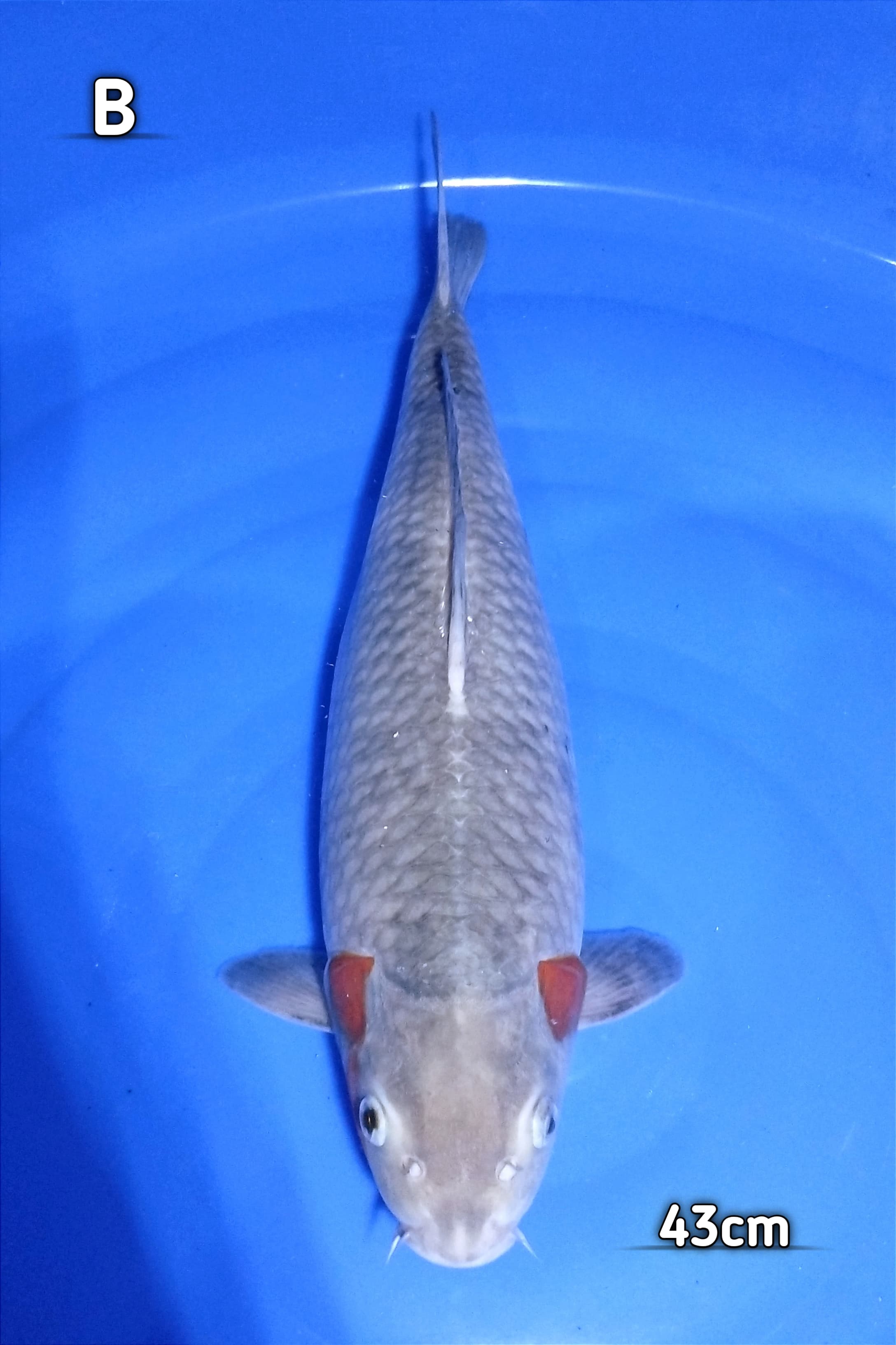 SABIKOYO SUPERBULKY 43cm