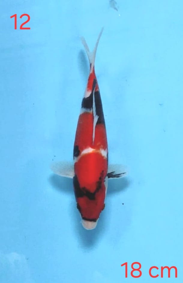 SHOWA 18cm