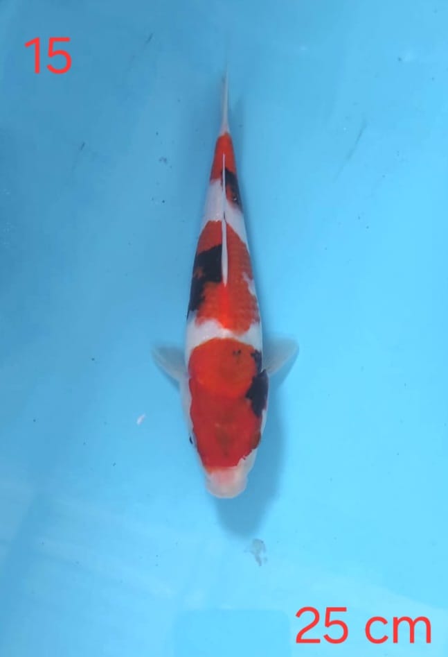 SHOWA 25cm