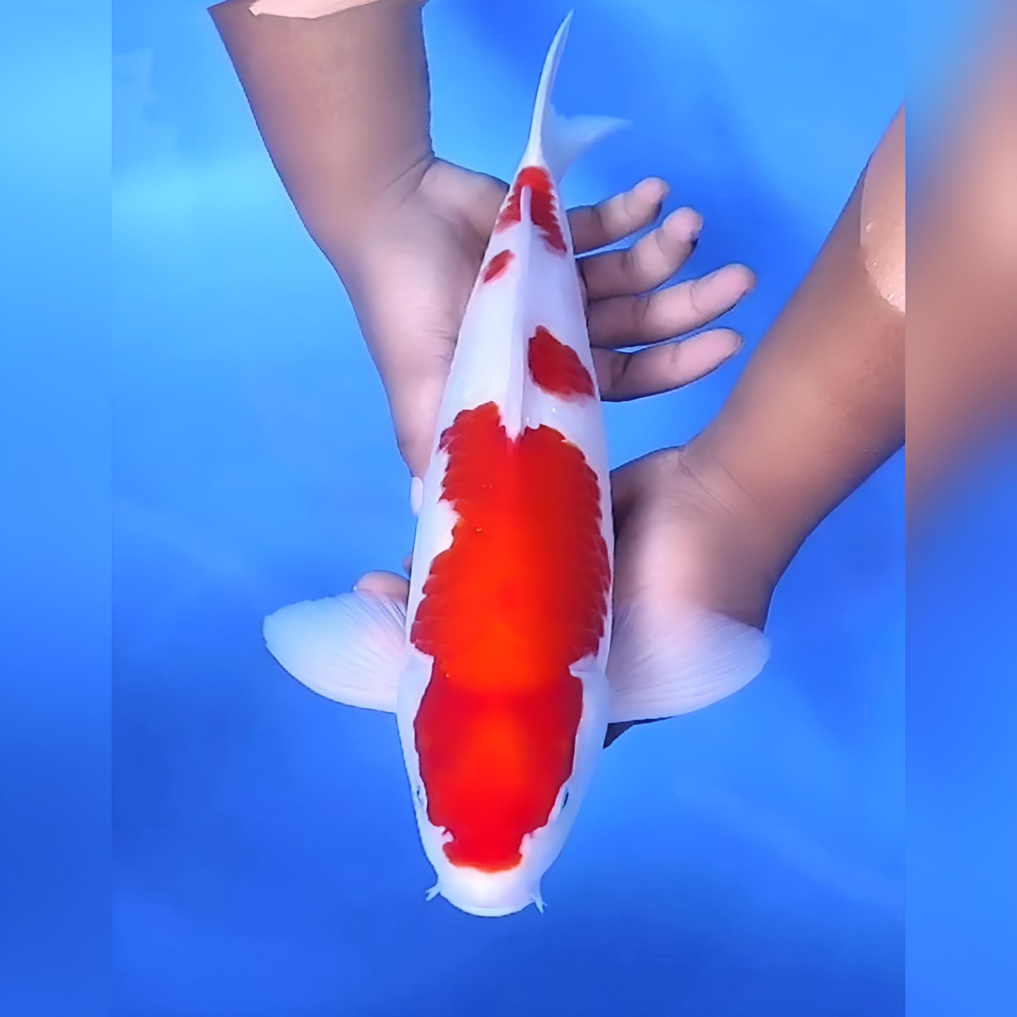 KOHAKU HALUS 42cm