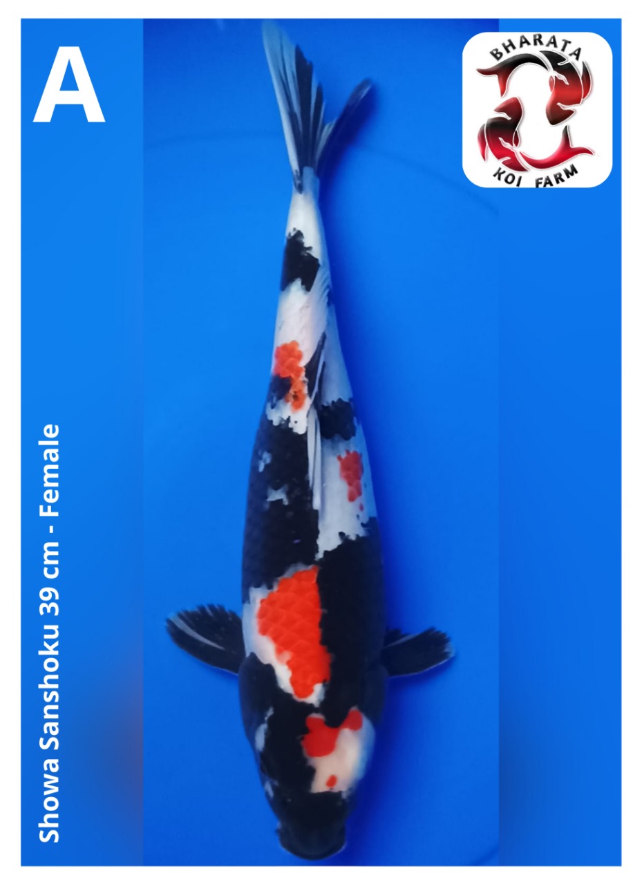 SHOWA SANSHOKU 39cm
