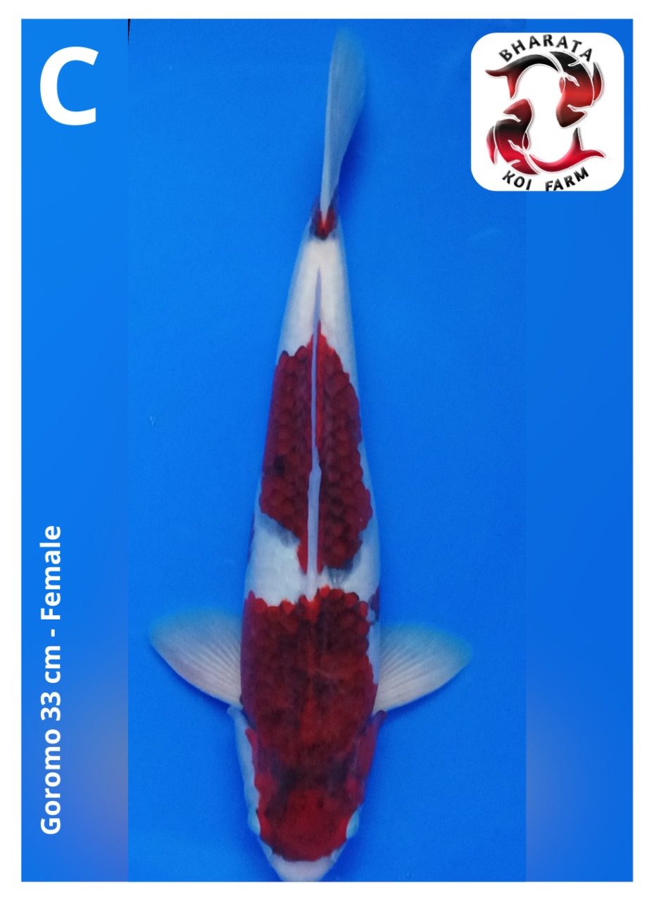 GOROMO 33cm
