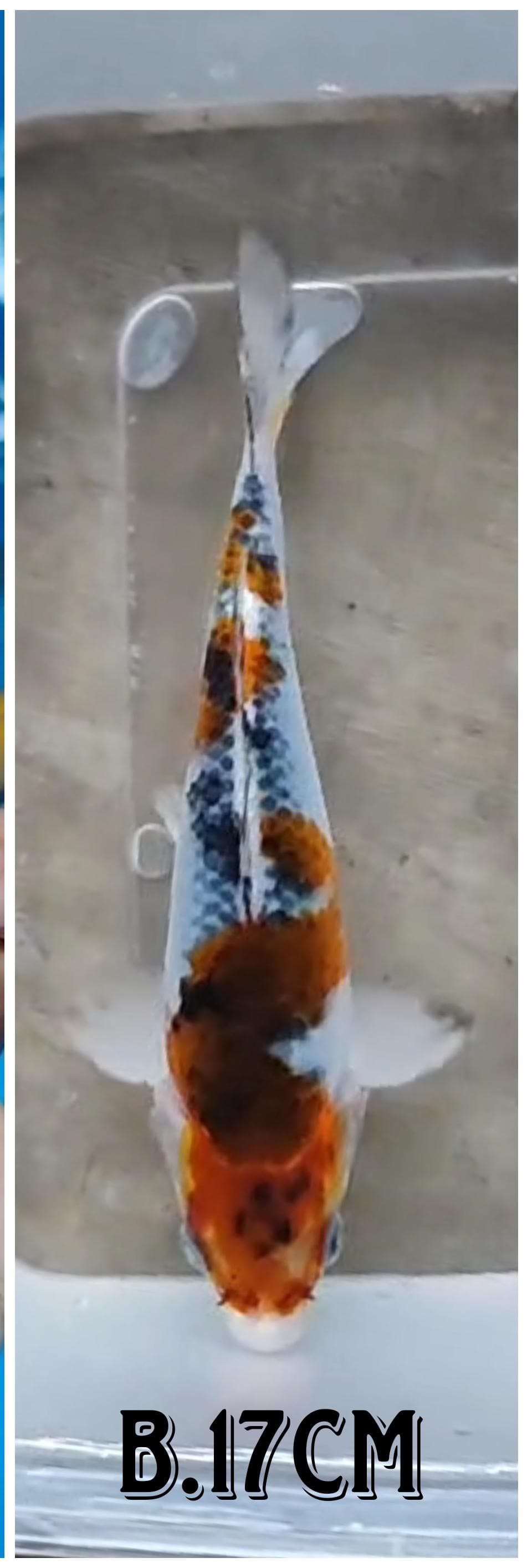 GOSIKHI KOROMO 17cm