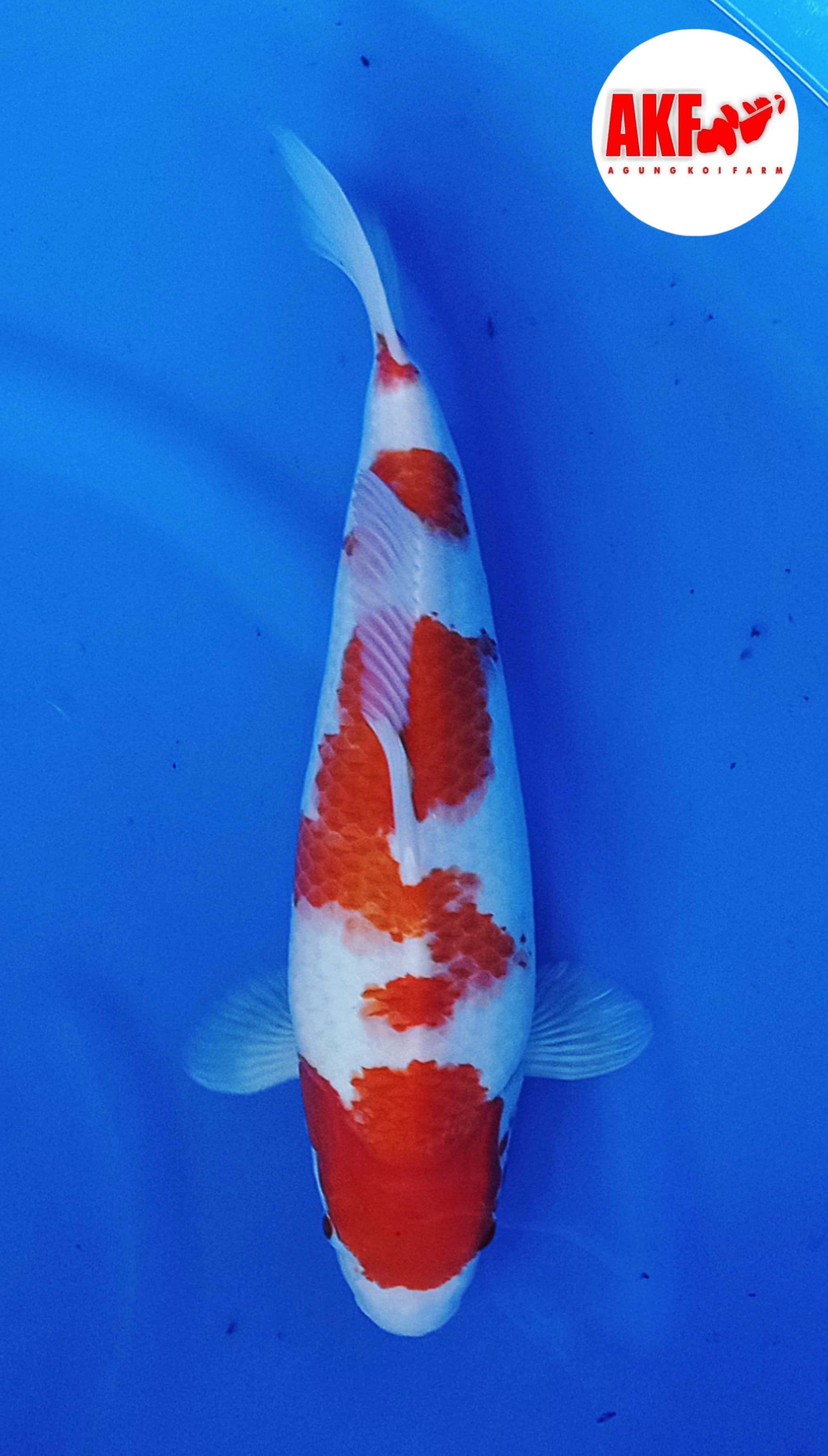 KOHAKU AKF SQ 40cm