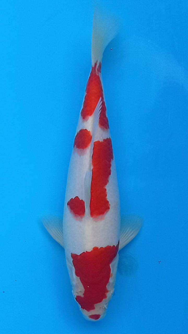 KOHAKU SQ BLOODLINE SAKAI 27cm