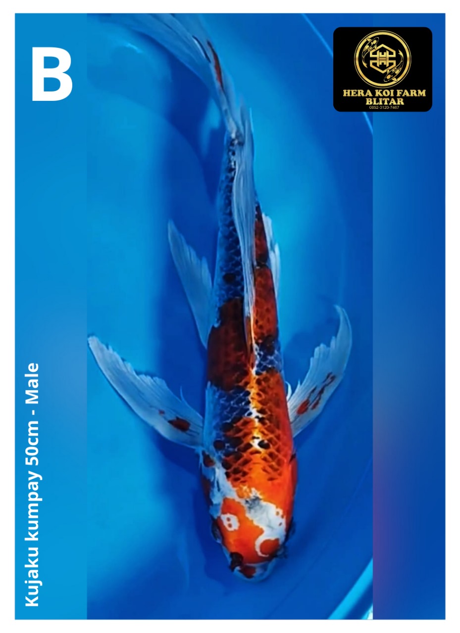 Ikan Koi KUJAKU KUMPAY 50cm, lelang koi KUJAKU KUMPAY 50cm, jual koi KUJAKU KUMPAY 50cm, beli koi KUJAKU KUMPAY 50cm, Lelang Koi Online, Jual Beli Ikan Koi, Pusat Jual Beli Koi, Info Lelang Koi Hari Ini, Platform Jual Beli Koi, Jual Beli Ikan Koi Online, Marketplace Ikan Koi, Jual Koi Terbaik, Tempat Beli Koi Berkualitas, Pasar Ikan Koi Online Terpercaya, Penjual Ikan Koi Terpercaya, Beli Koi Hias Online, Ikan Koi untuk Dijual, Koi Kualitas Terbaik, Toko Online Ikan Koi, Koi Hias Untuk Dijual, Jual Beli Ikan Koi Lokal, Koi Indonesia Online, Pusat Jual Beli Koi Terbesar