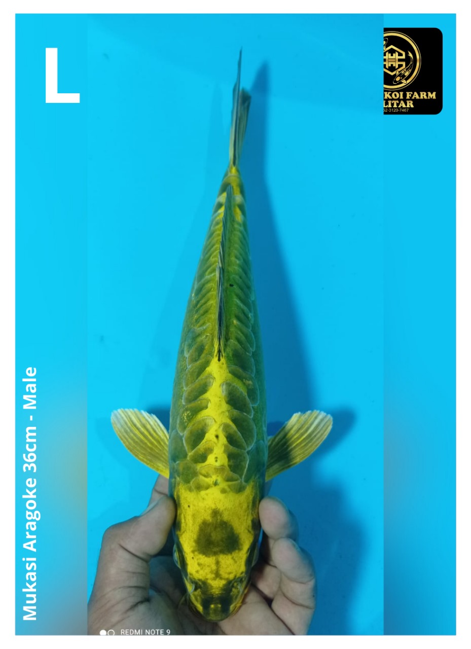 MUKASI ARAGOKE 36cm