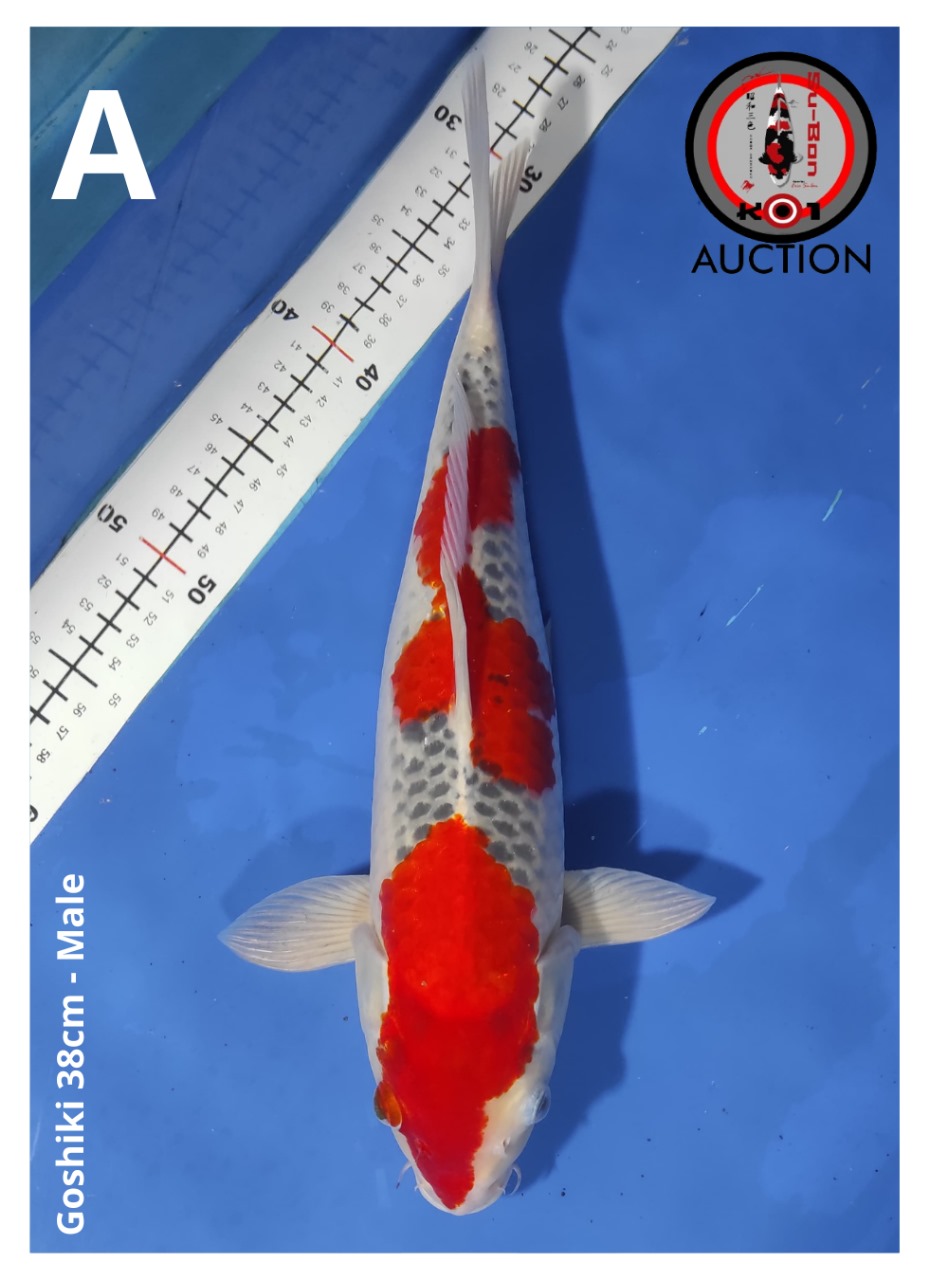GOSHIKI 38cm