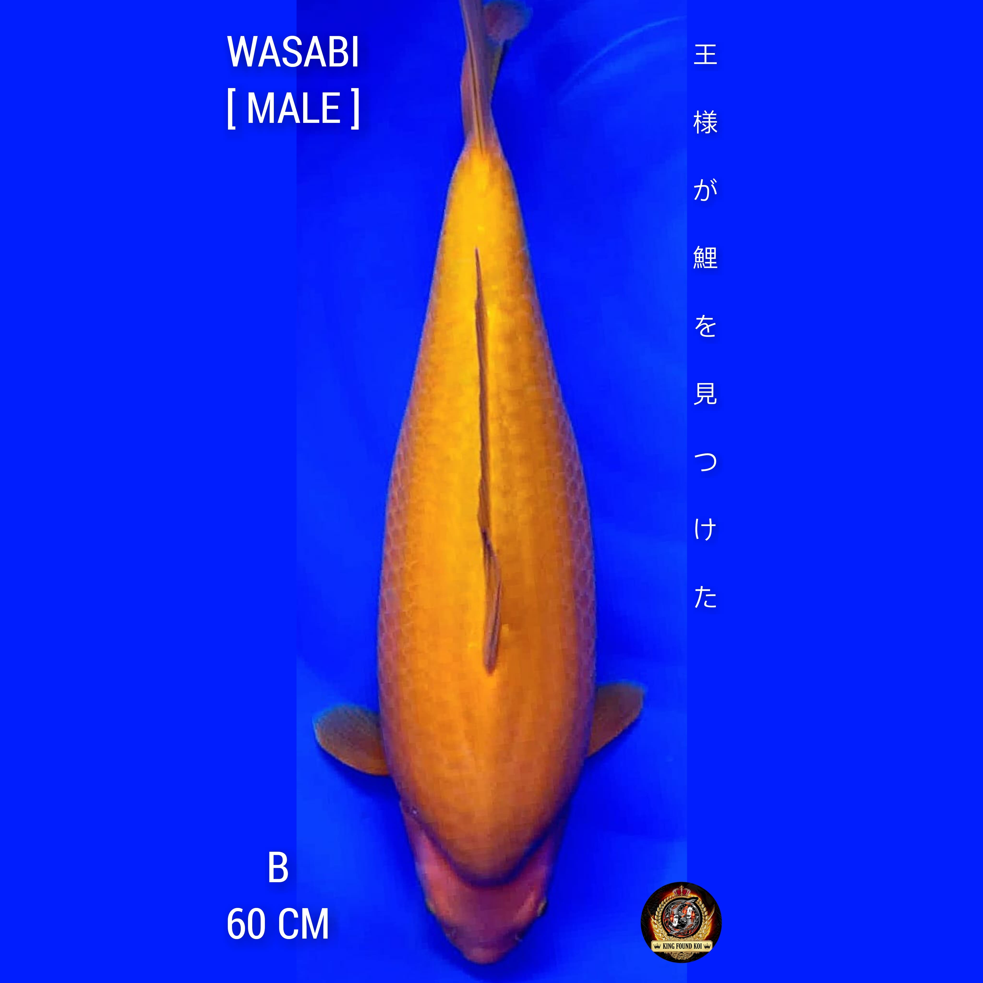 WASABI II LIMITID II LOKAL SUPER QUALITY II KHUSNUL KOI IIMUNUK EXTRIM 60cm