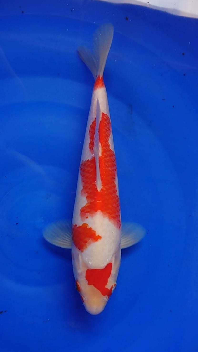 KOHAKU AKF 29cm