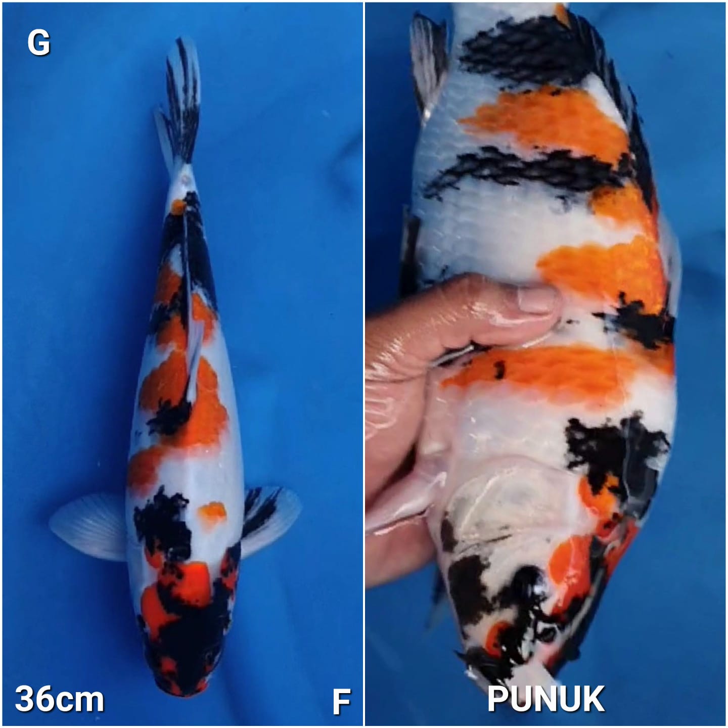 SHOWA ORIGINAL PUNUK 36cm
