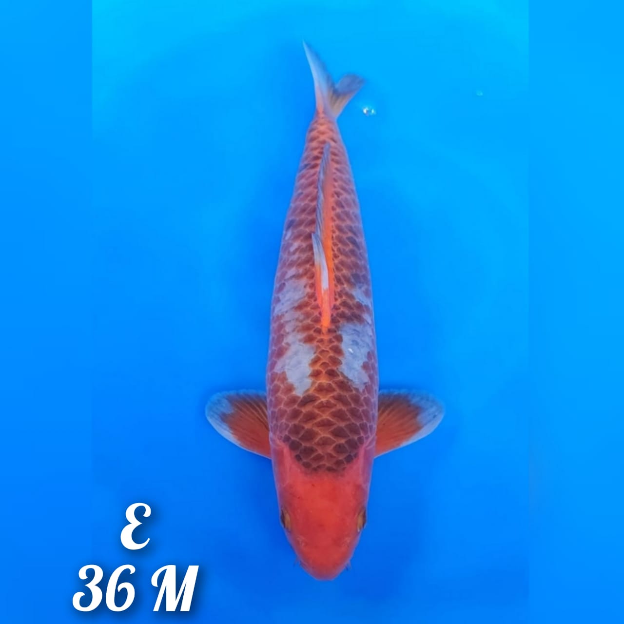 SABIKOYO MANTAB 36cm
