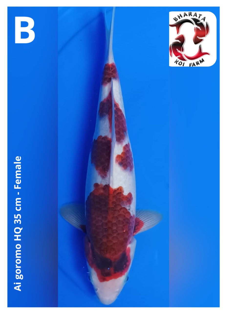 Lelang Koi Online, Jual Beli Ikan Koi, Pusat Jual Beli Koi, Info Lelang Koi Hari Ini, Platform Jual Beli Koi, Jual Beli Ikan Koi Online, Marketplace Ikan Koi, Jual Koi Terbaik, Tempat Beli Koi Berkualitas, Pasar Ikan Koi Online Terpercaya, Penjual Ikan Koi Terpercaya, Beli Koi Hias Online, Ikan Koi untuk Dijual, Koi Kualitas Terbaik, Toko Online Ikan Koi, Koi Hias Untuk Dijual, Jual Beli Ikan Koi Lokal, Koi Indonesia Online, Pusat Jual Beli Koi Terbesar