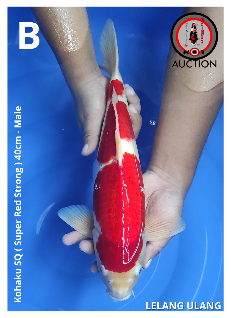 KOHAKU SQ ( SUPER RED STRONG ) 40cm