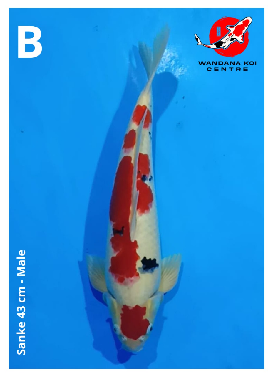 SANKE 43cm
