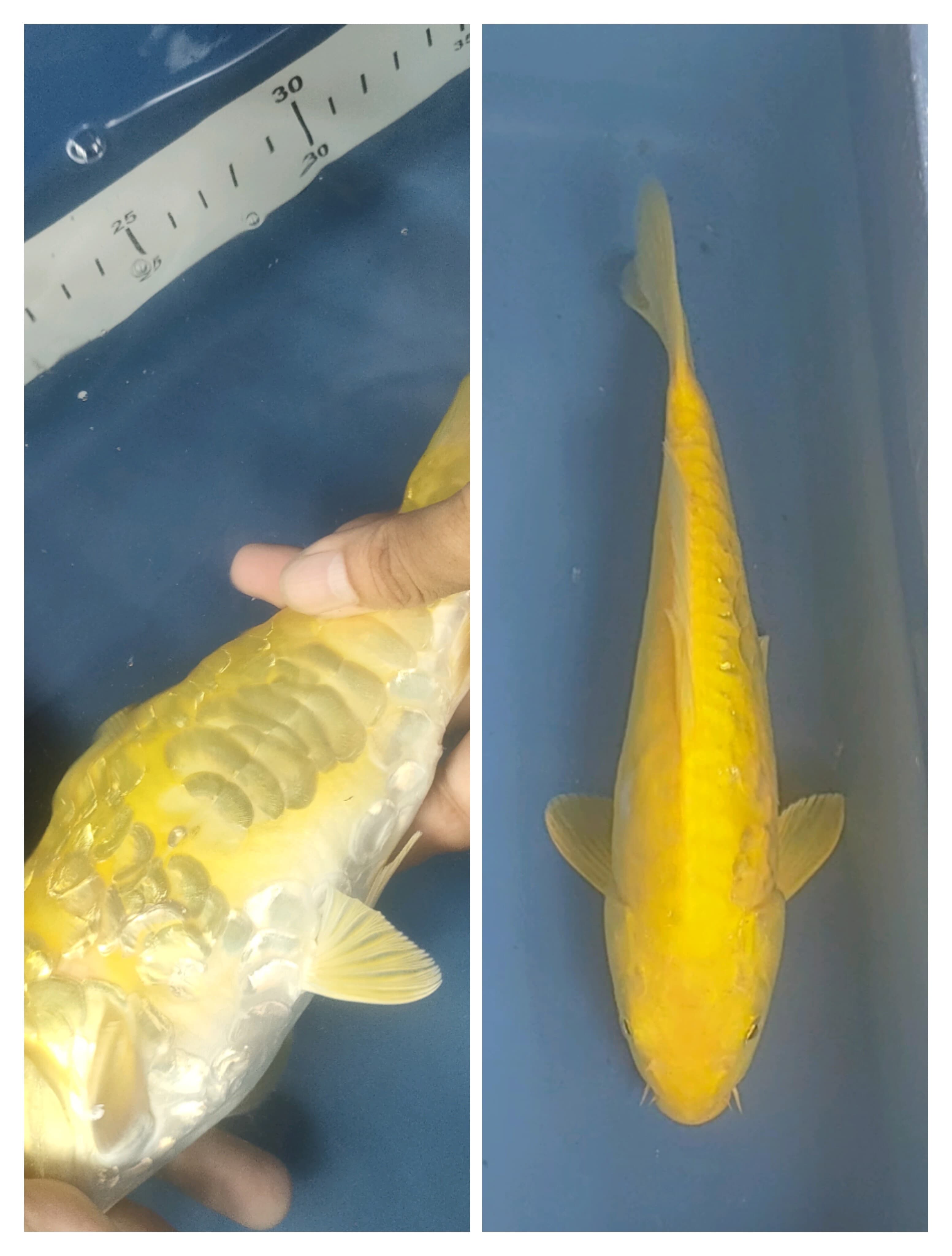 KARASHI DOITSU ARAGOKE 27cm