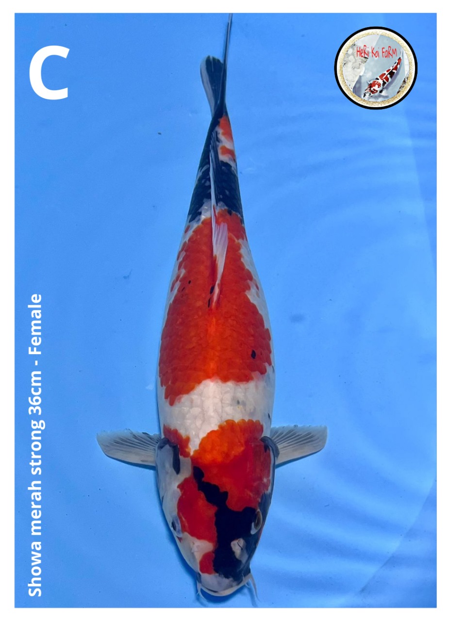 SHOWA MERAH STRONG 36cm