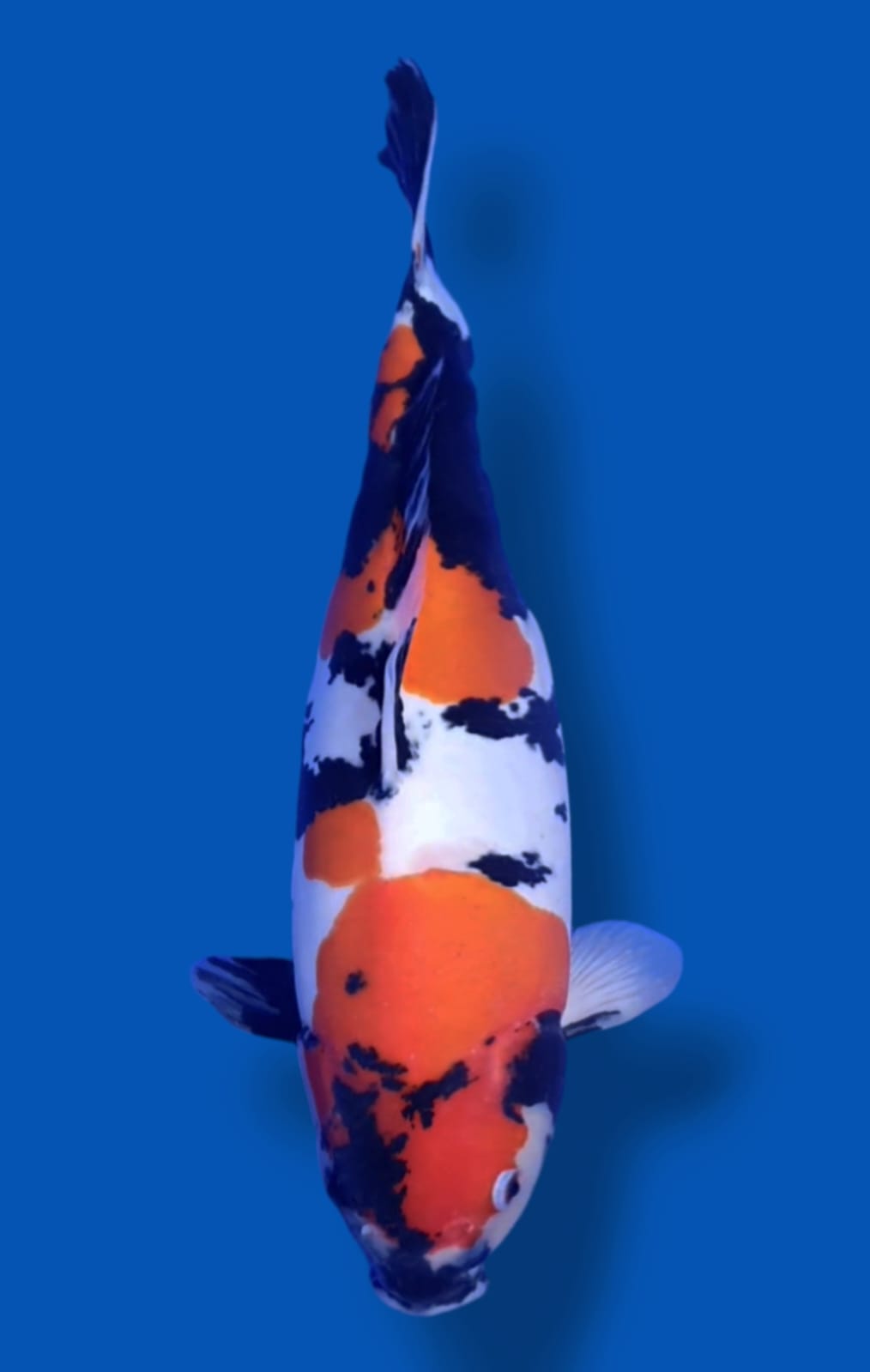 SQ DOISU SHOWA F1 SHINODA KOI FARM 52cm