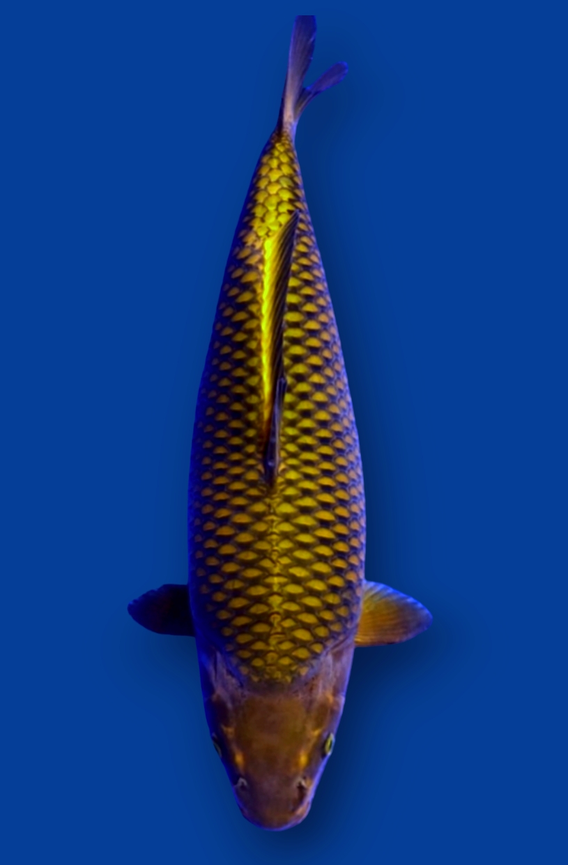 SQ CHAGOI F1 MARUSEI 57cm