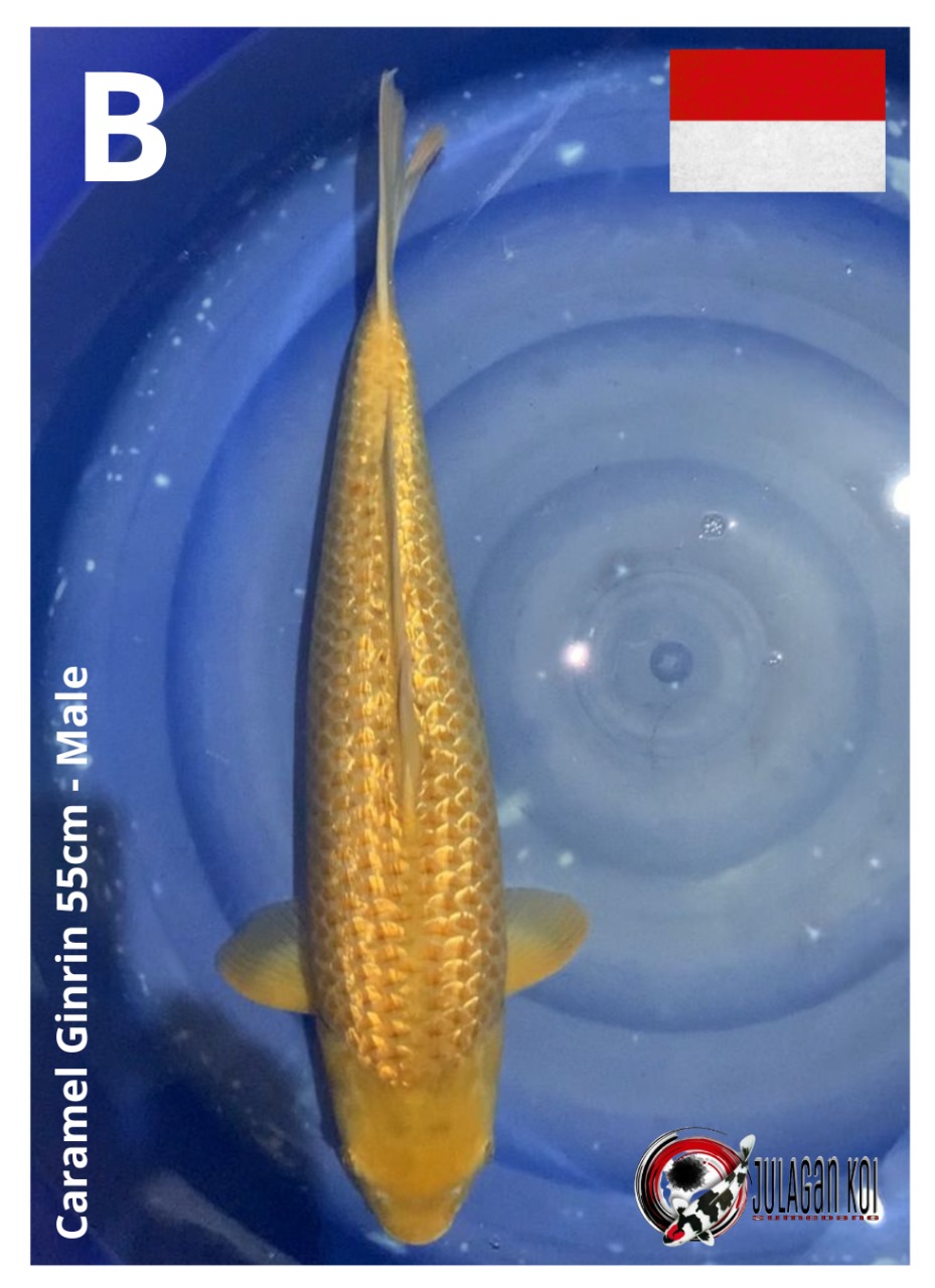 CARAMEL GINRIN 55cm