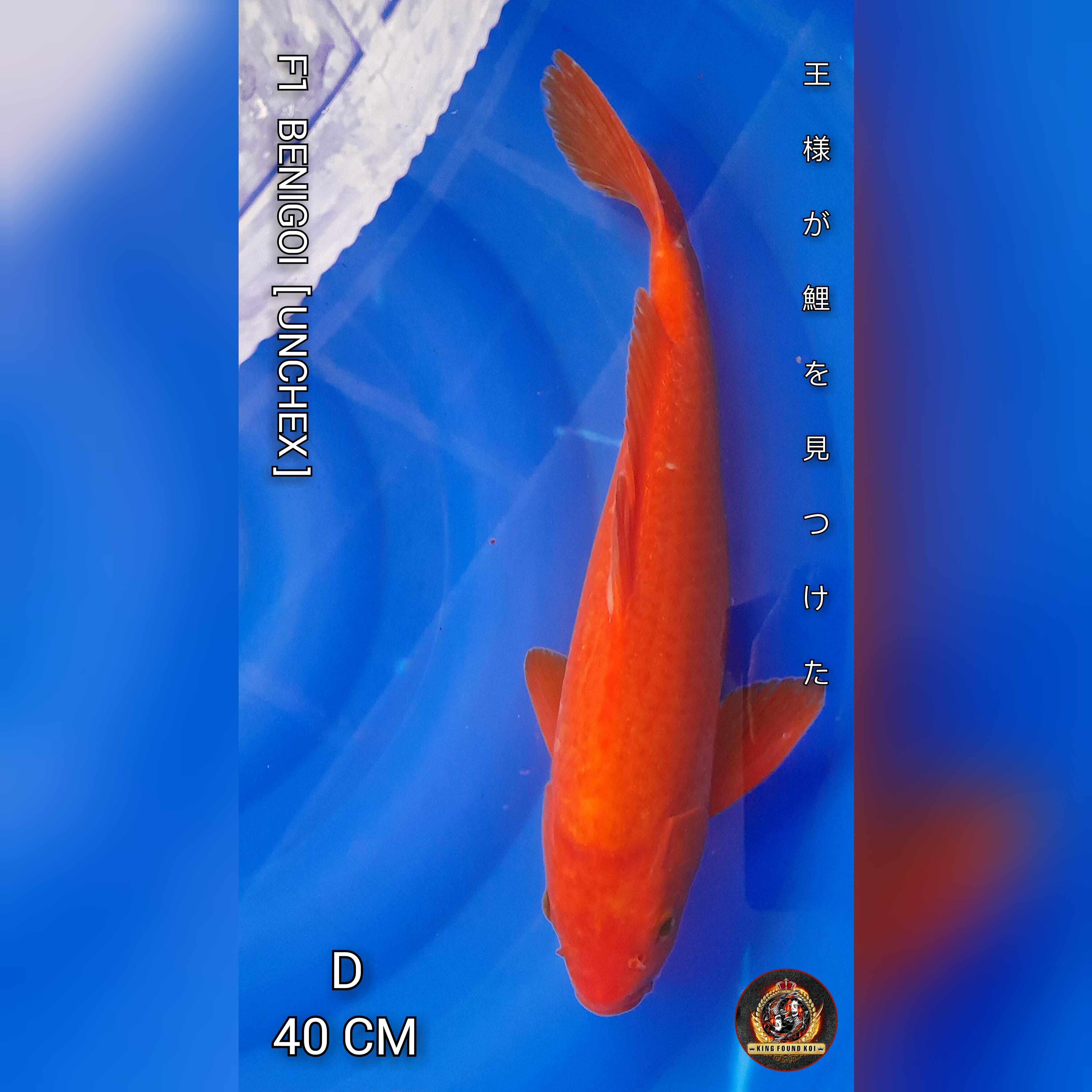 BENIGOI F1 II BLOODLINE SAKAI KOI FARM II HQ II GOOD BODY 40cm