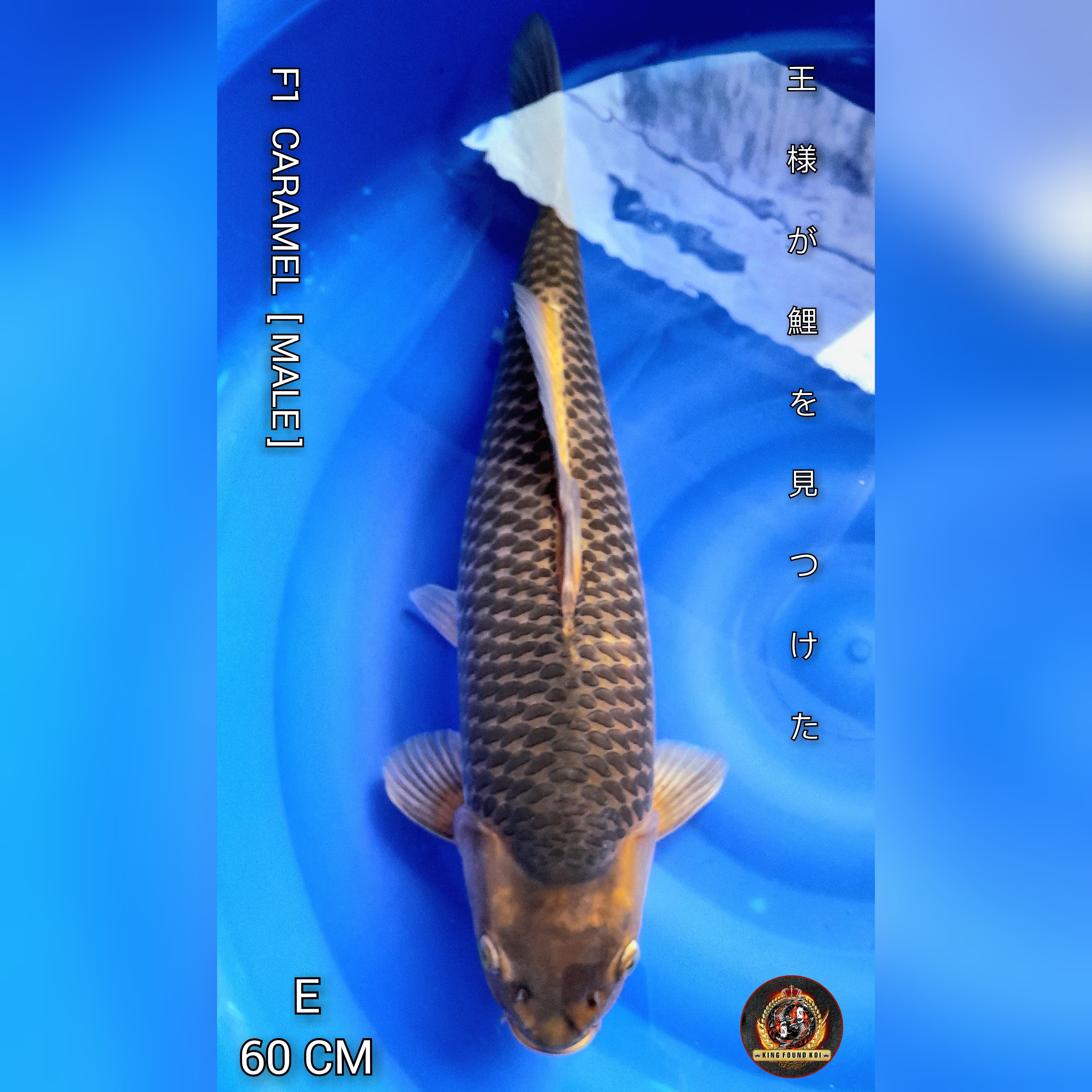 SUPER CARAMEL F1 II BLOODLINE MARUDO KOI FARM II PORGRES TO SQ II 60cm