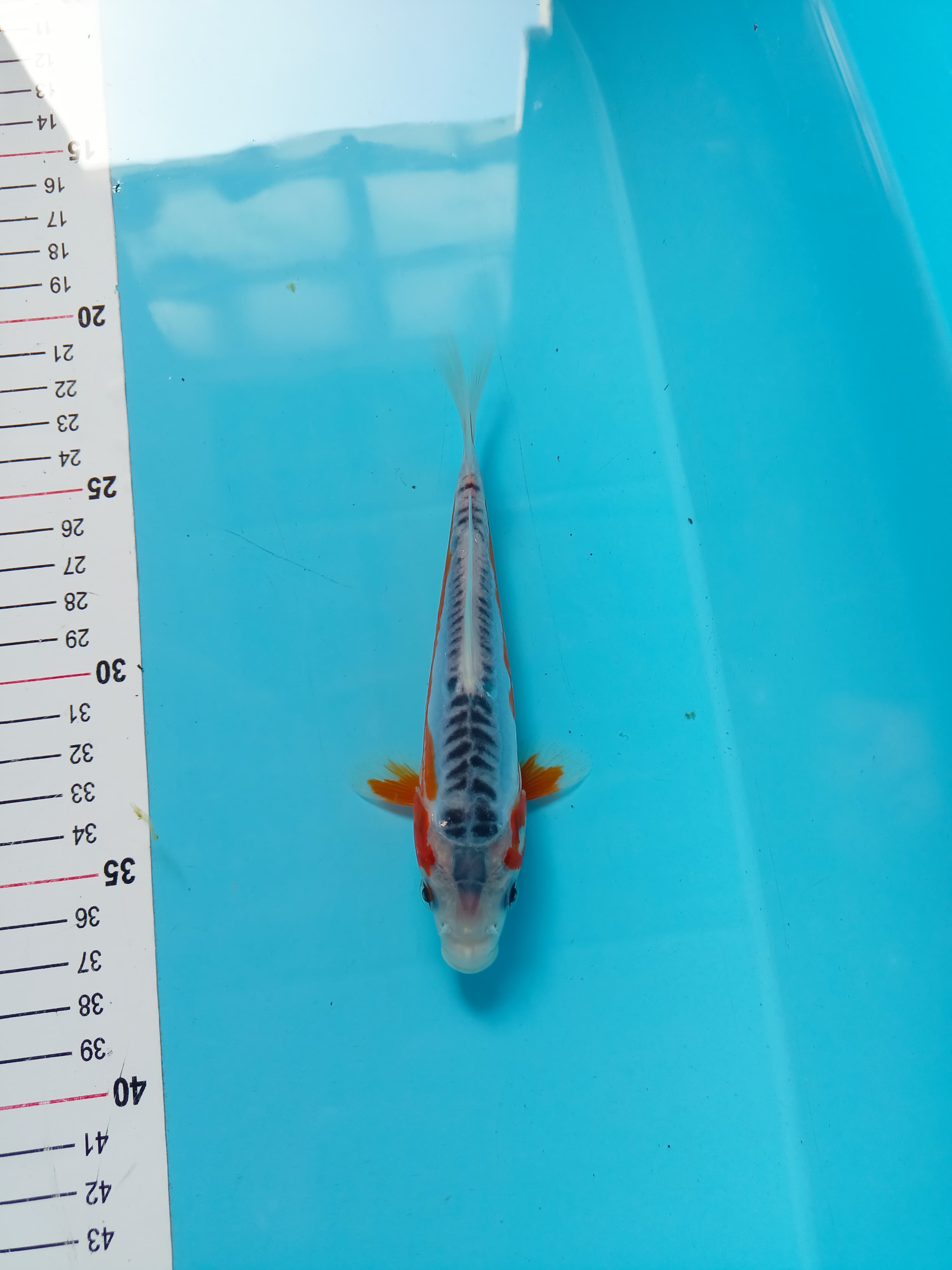 Lelang Koi Online, Jual Beli Ikan Koi, Pusat Jual Beli Koi, Info Lelang Koi Hari Ini, Platform Jual Beli Koi, Jual Beli Ikan Koi Online, Marketplace Ikan Koi, Jual Koi Terbaik, Tempat Beli Koi Berkualitas, Pasar Ikan Koi Online Terpercaya, Penjual Ikan Koi Terpercaya, Beli Koi Hias Online, Ikan Koi untuk Dijual, Koi Kualitas Terbaik, Toko Online Ikan Koi, Koi Hias Untuk Dijual, Jual Beli Ikan Koi Lokal, Koi Indonesia Online, Pusat Jual Beli Koi Terbesar