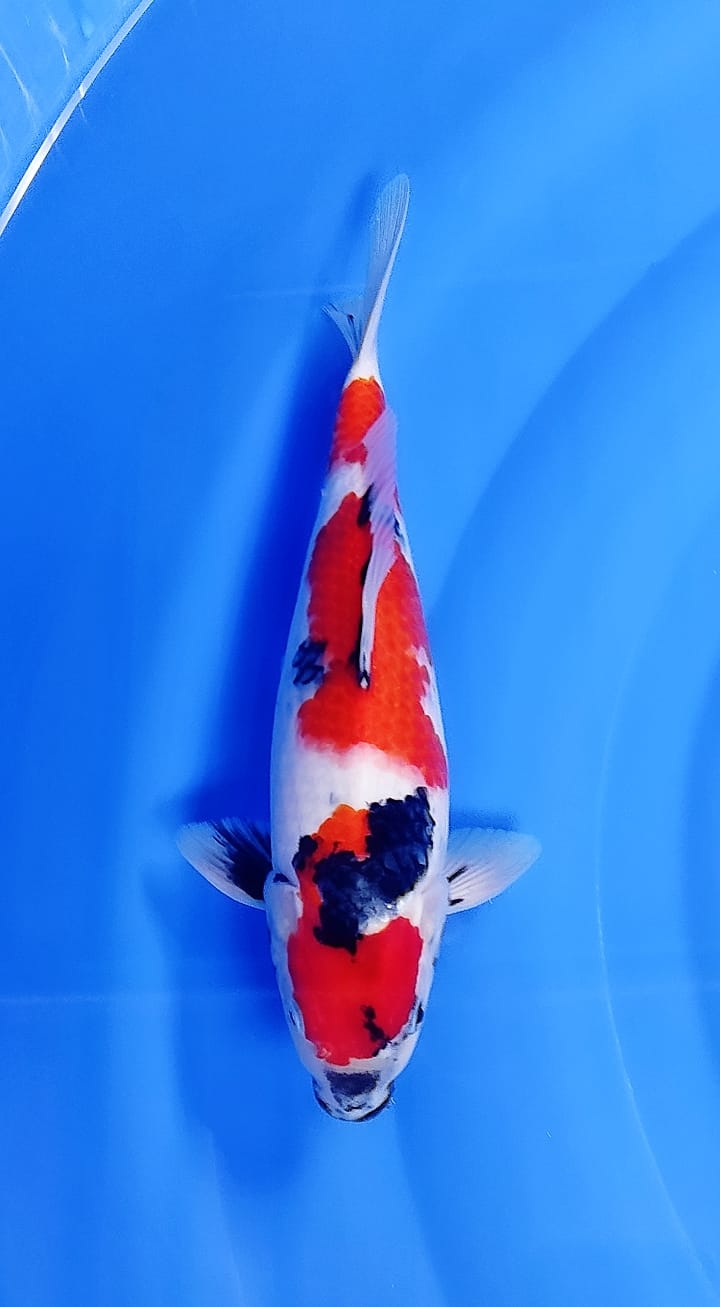 SHOWA HQ M 33cm