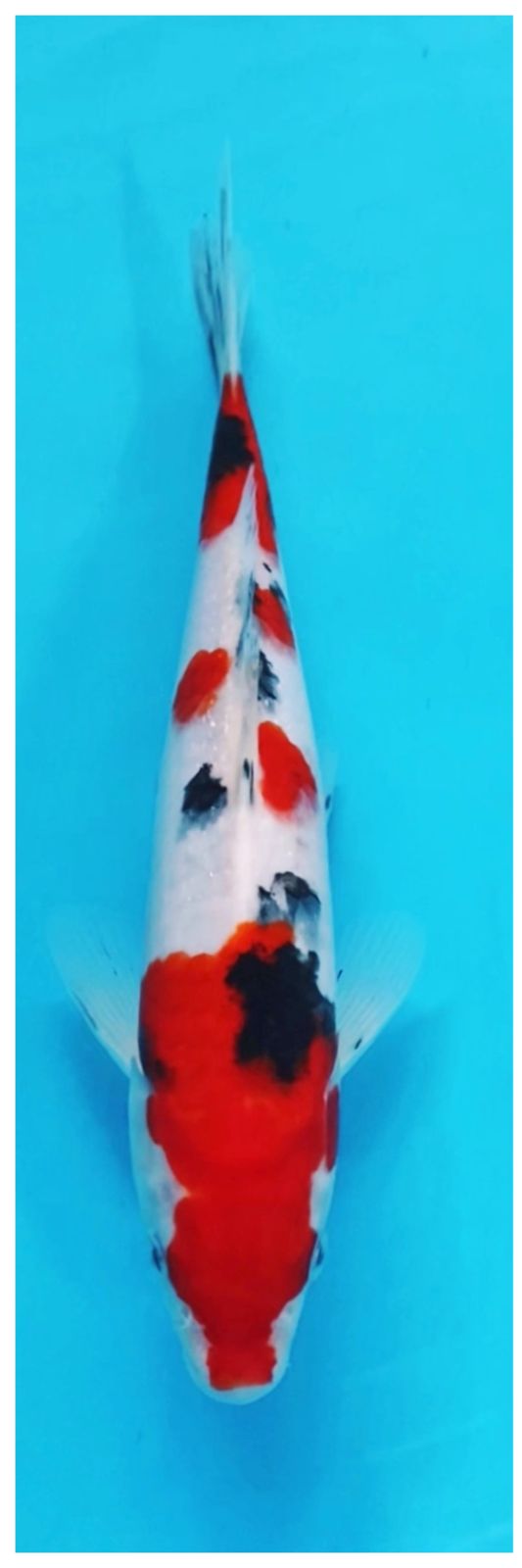 SAKAI LTD SANKE 25cm
