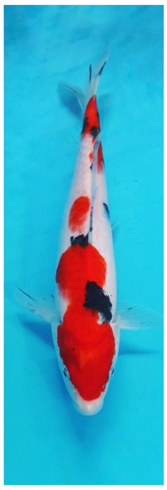 SAKAI LTD SANKE 25cm