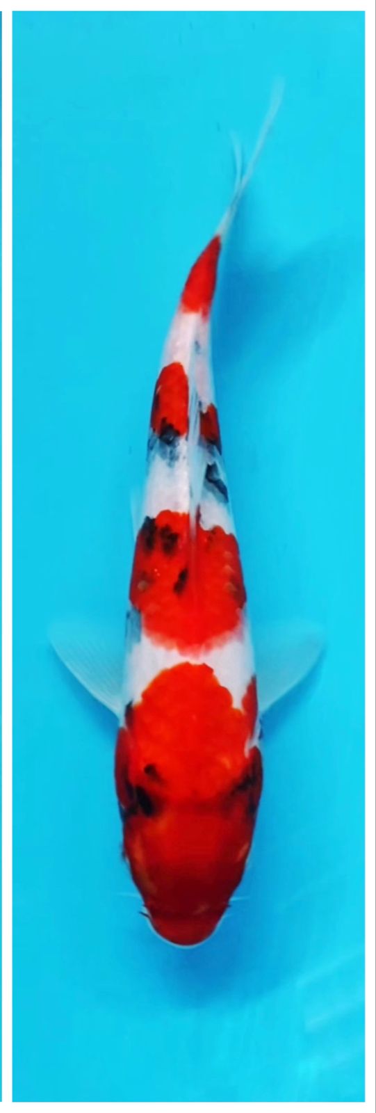 SAKAI LTD SANKE 25cm