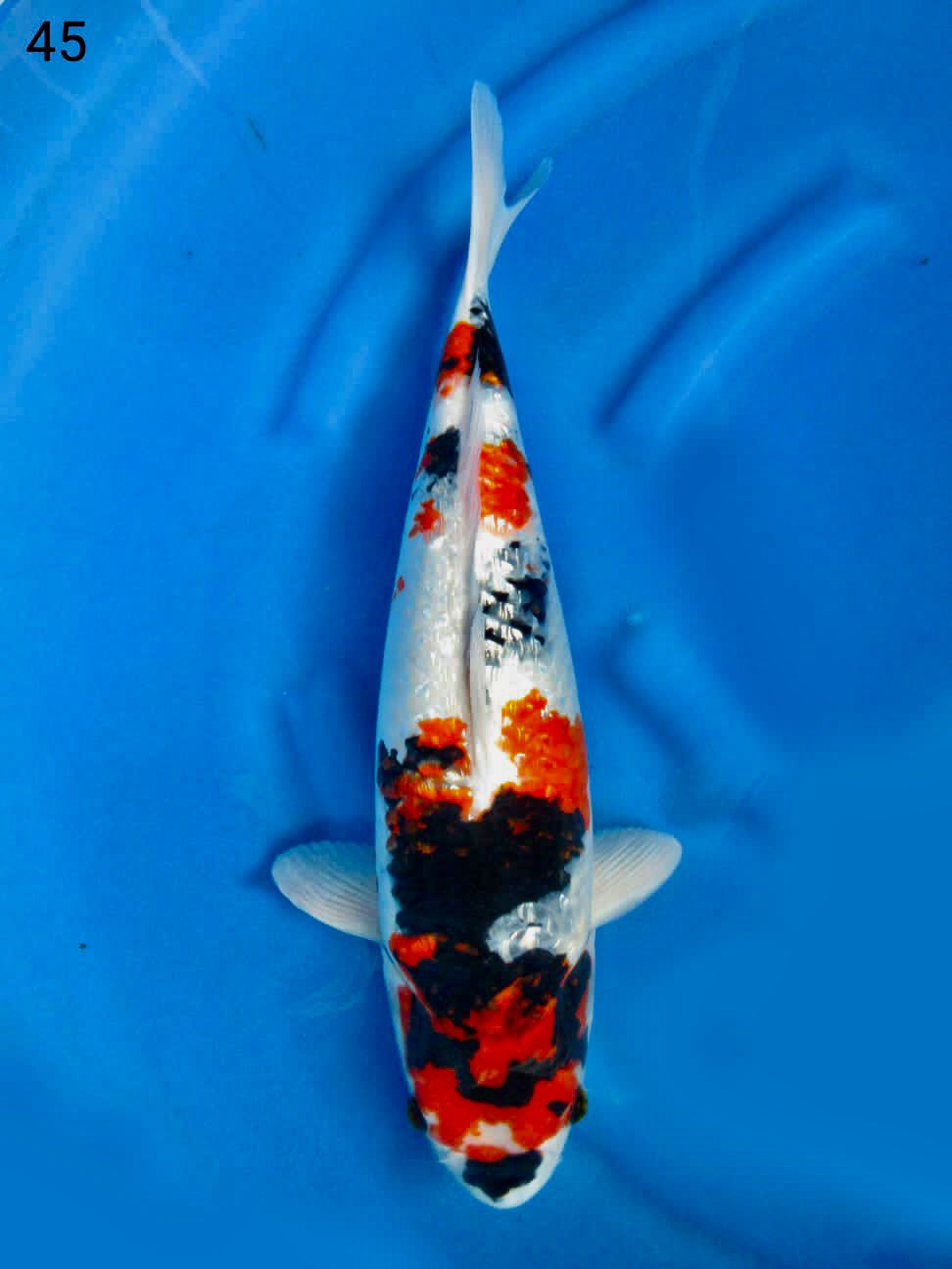 SHOWA GINGRIN F1 SAKAI 45cm MALE