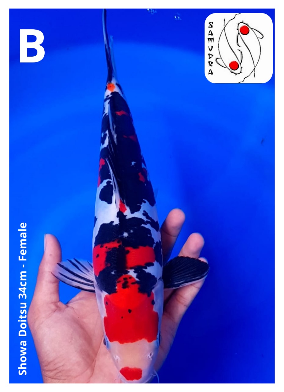 Lelang Koi Online, Jual Beli Ikan Koi, Pusat Jual Beli Koi, Info Lelang Koi Hari Ini, Platform Jual Beli Koi, Jual Beli Ikan Koi Online, Marketplace Ikan Koi, Jual Koi Terbaik, Tempat Beli Koi Berkualitas, Pasar Ikan Koi Online Terpercaya, Penjual Ikan Koi Terpercaya, Beli Koi Hias Online, Ikan Koi untuk Dijual, Koi Kualitas Terbaik, Toko Online Ikan Koi, Koi Hias Untuk Dijual, Jual Beli Ikan Koi Lokal, Koi Indonesia Online, Pusat Jual Beli Koi Terbesar