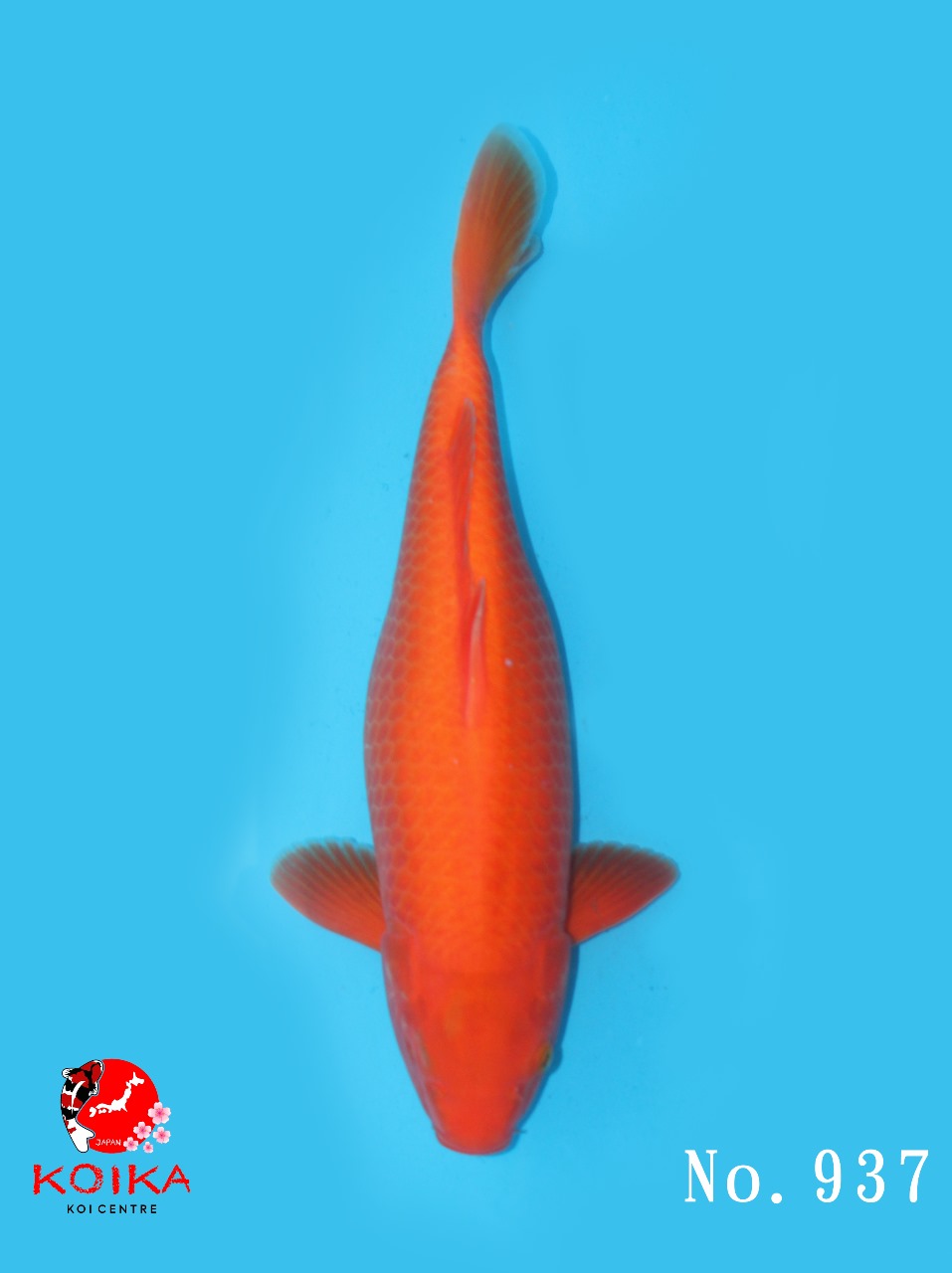 BENIGOI 39cm