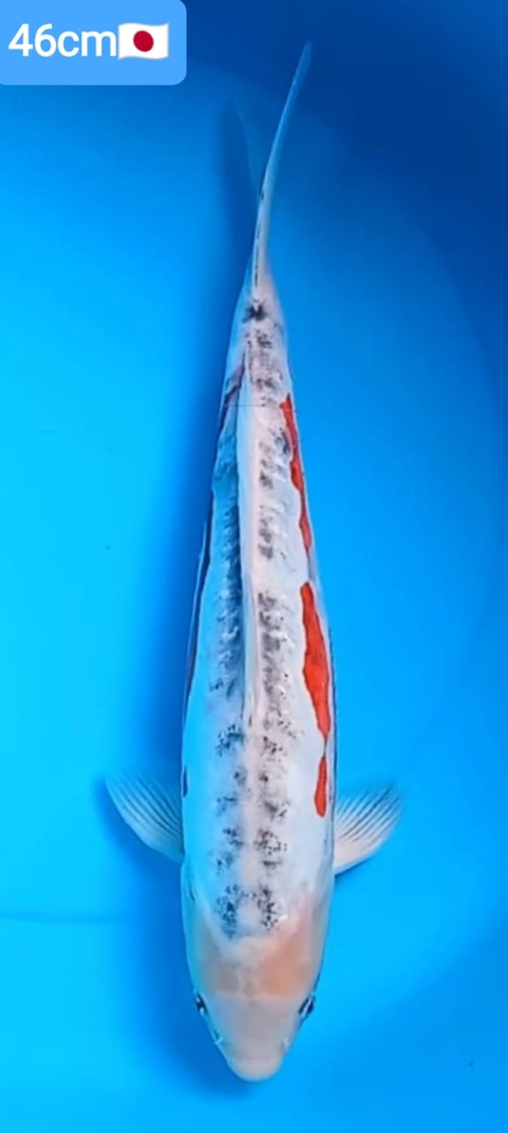 SHUSUI 46cm YAMAJU KOI FARM