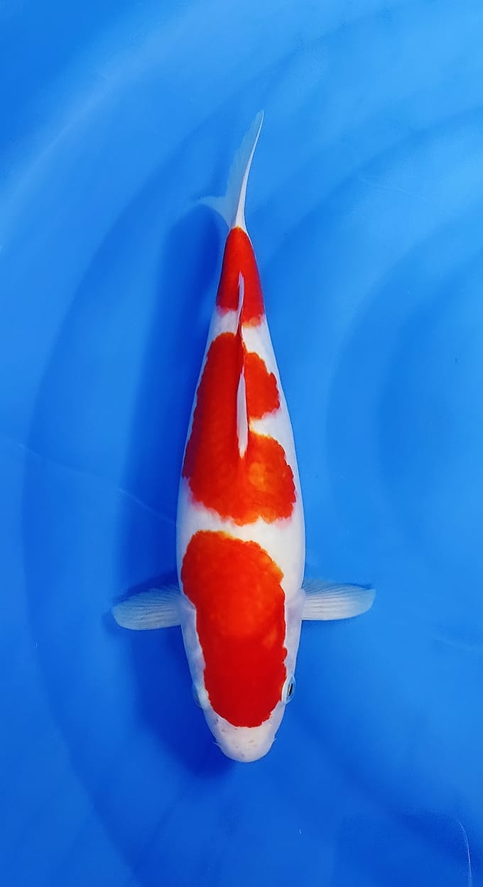 KOHAKU HQ M 35cm