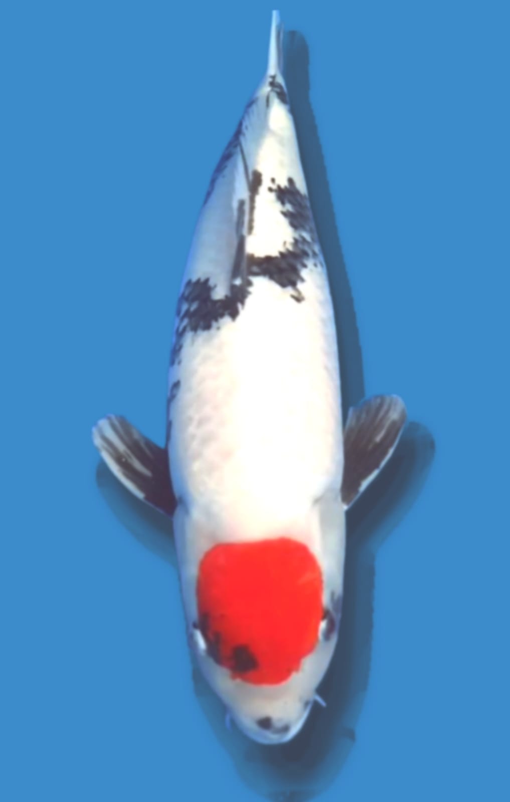 SQ TANCHO SHOWA MALE IMPORT ISA KOI FARM JAPAN 65cm