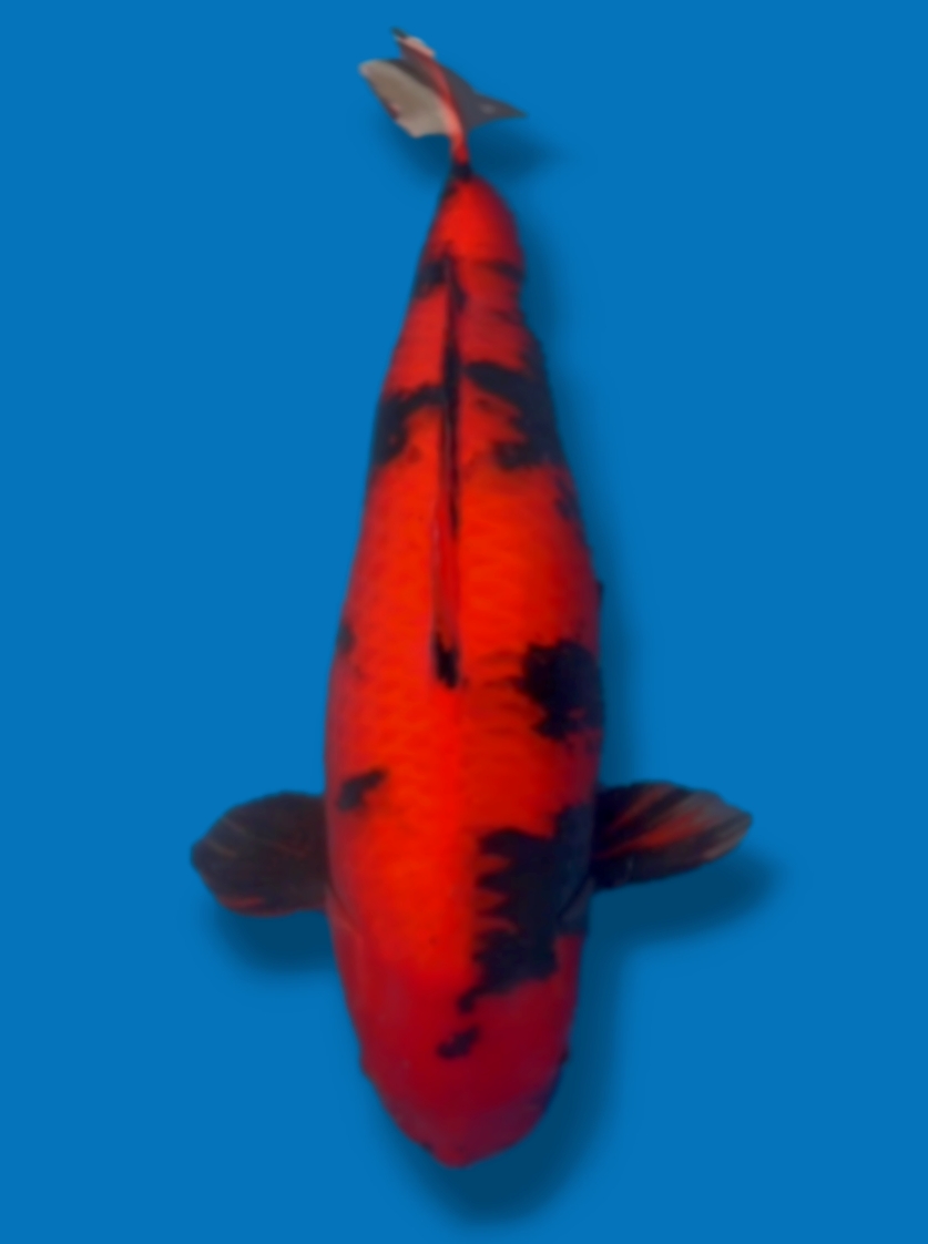SQ HI UTSURI MALE IMPORT DAINICHI KOI FARM JAPAN 92cm