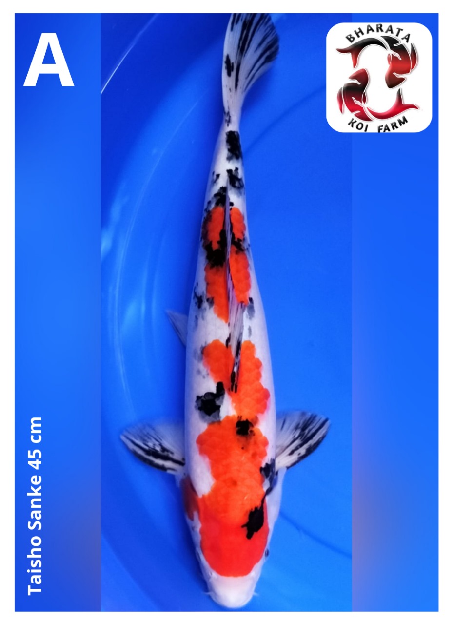 Lelang Koi Online, Jual Beli Ikan Koi, Pusat Jual Beli Koi, Info Lelang Koi Hari Ini, Platform Jual Beli Koi, Jual Beli Ikan Koi Online, Marketplace Ikan Koi, Jual Koi Terbaik, Tempat Beli Koi Berkualitas, Pasar Ikan Koi Online Terpercaya, Penjual Ikan Koi Terpercaya, Beli Koi Hias Online, Ikan Koi untuk Dijual, Koi Kualitas Terbaik, Toko Online Ikan Koi, Koi Hias Untuk Dijual, Jual Beli Ikan Koi Lokal, Koi Indonesia Online, Pusat Jual Beli Koi Terbesar