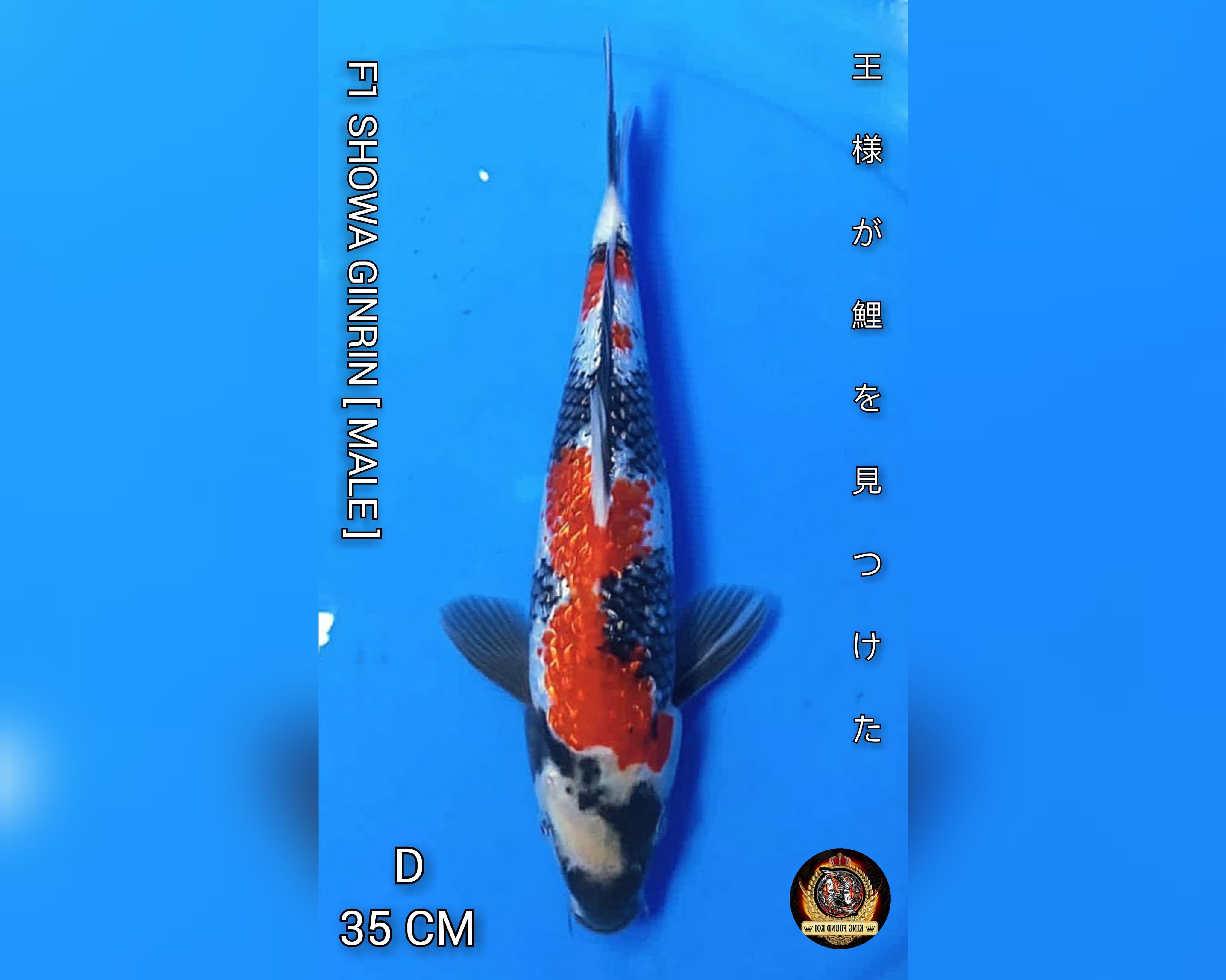 SHOWA GINRIN II SUPER QUALITY II SUPER BLINK ISTIMEWA II JANTAN II F1 DAINICHI KOI FARM 35cm