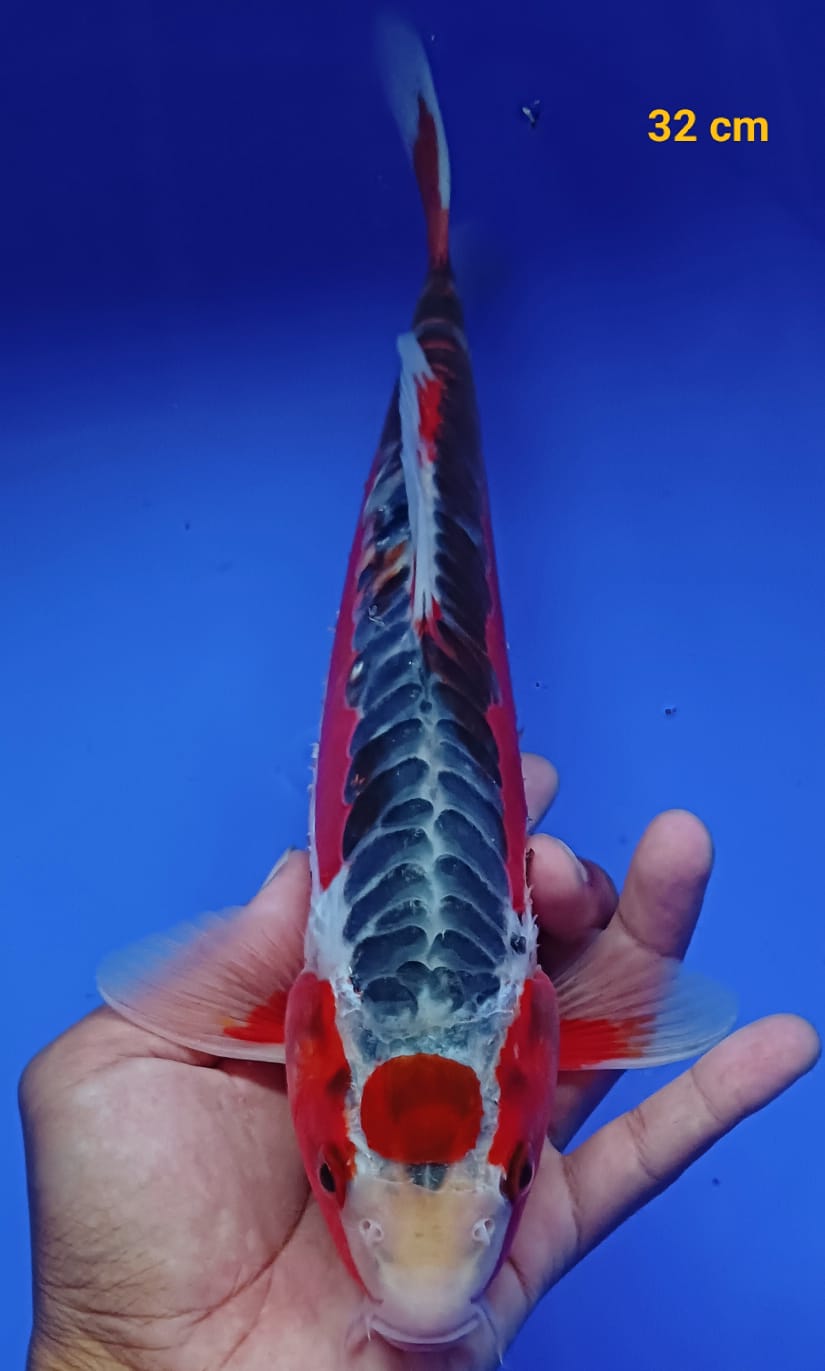 MARUTEN SHUSUI M 32cm