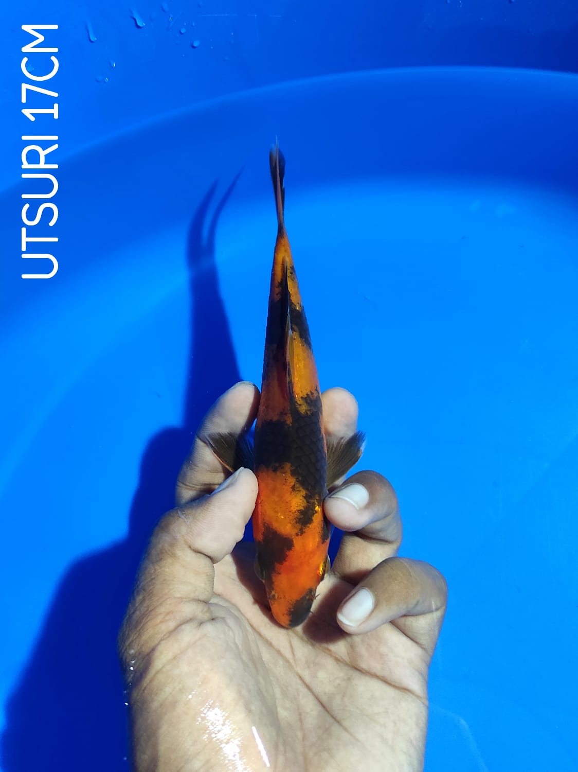 HI UTSURI 17cm