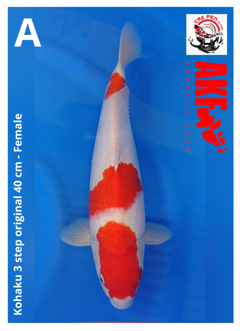 KOHAKU 3 STEP ORIGINAL 40cm
