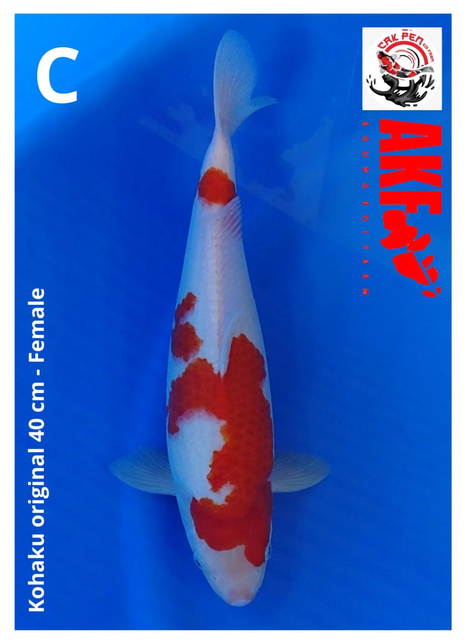 KOHAKU ORIGINAL 40cm