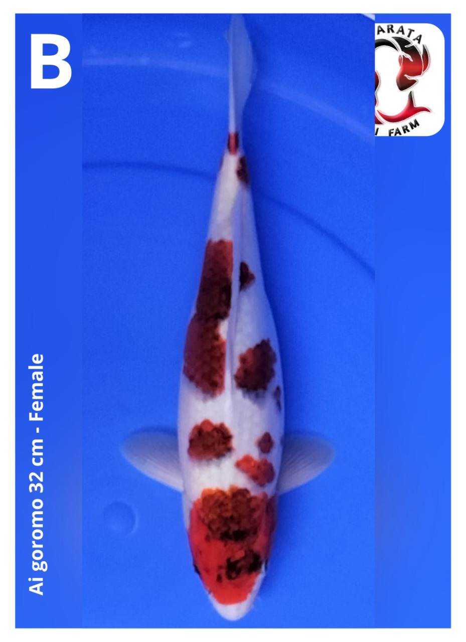 AI GOROMO 32cm