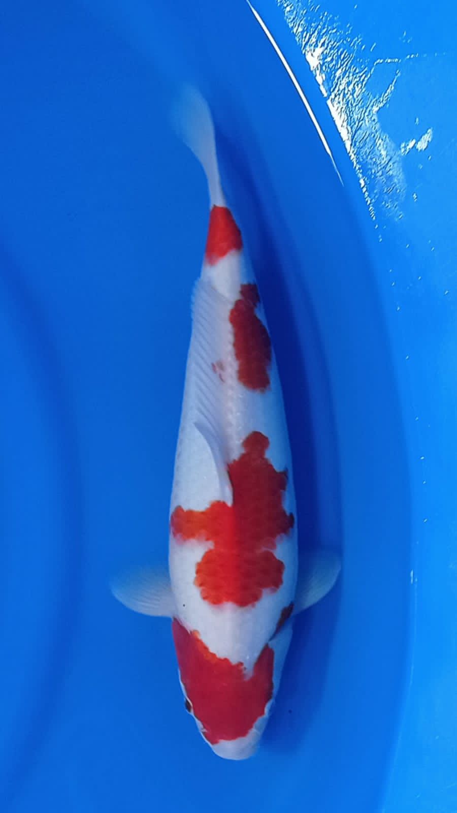 KOHAKU AKF SQ 39cm