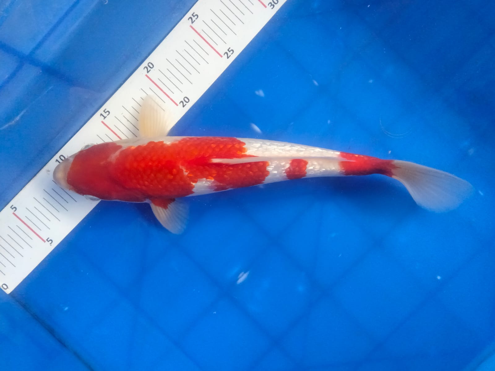 KOHAKU STRONG 30cm