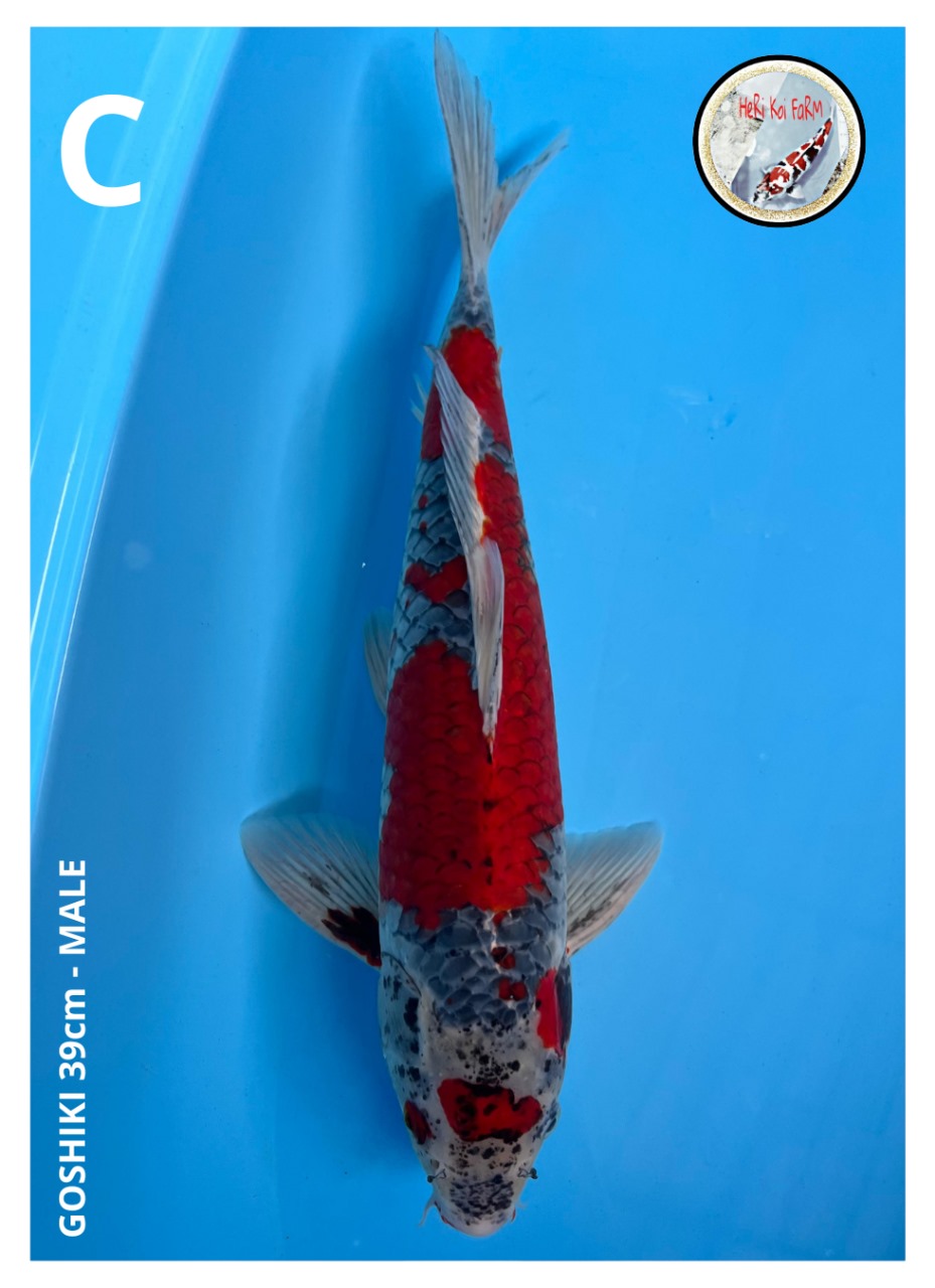 GOSHIKI 39cm
