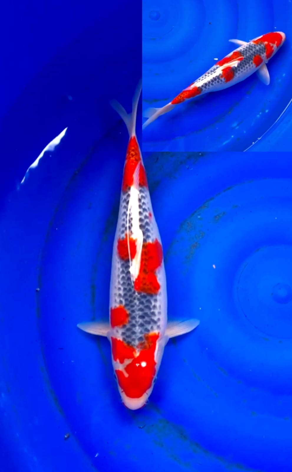 GHOSIKI 35cm STRONG