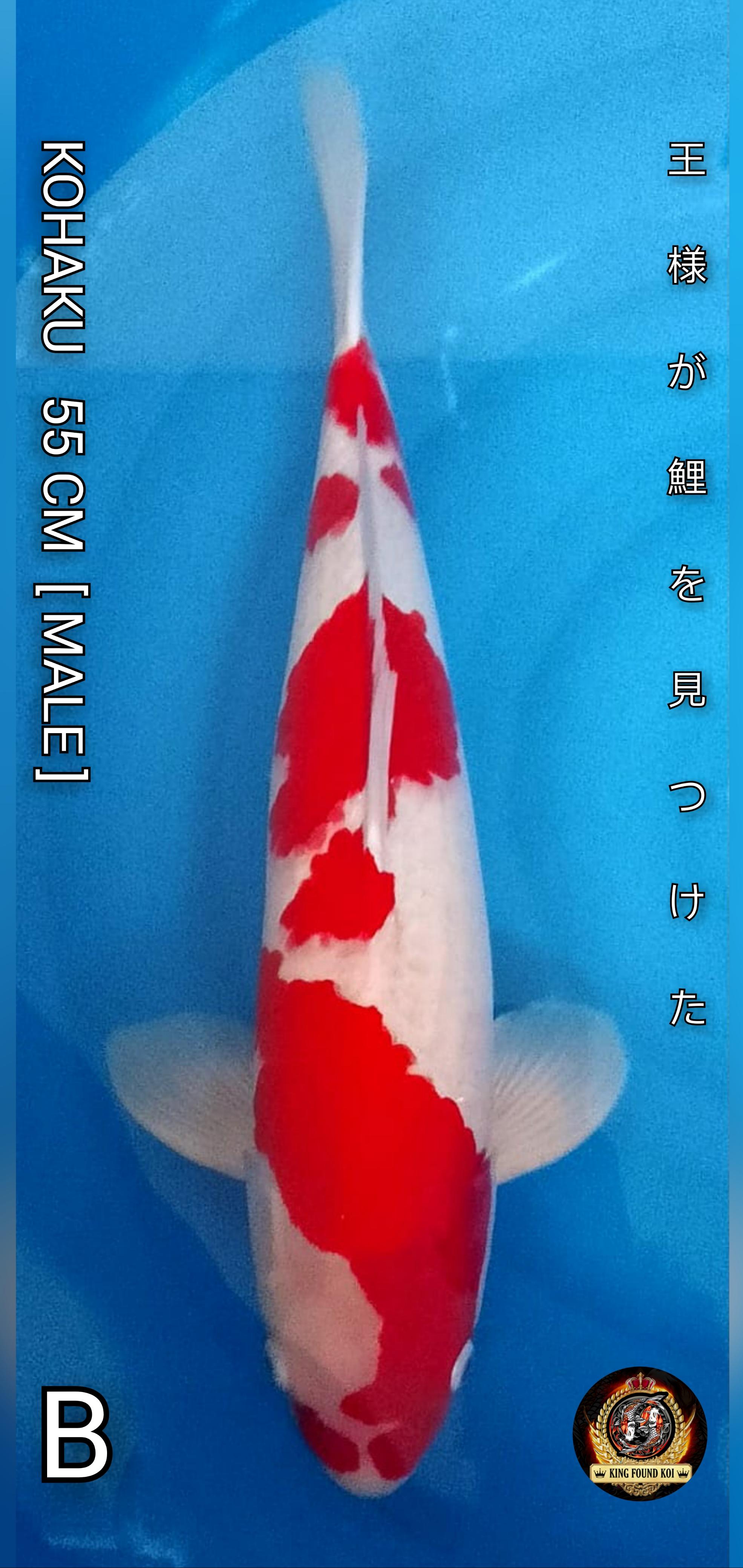 KOHAKU II IMPOR II SQ II ISTIMEWA II TITIPAN HOBBIES II 55cm